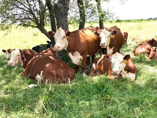 1# Local Grass Fed Beef